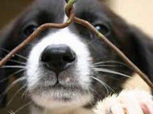 İsrailde köpeğe Recm cezası