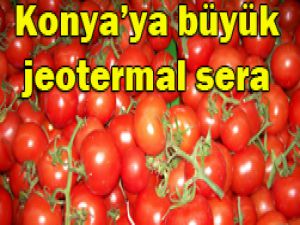Domates artık toprakta yetişmeyecek
