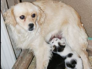 Köpeğin kedi sevgisi bir başka!