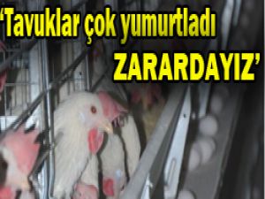 Yumurtacılar tavuktan şikayetçi