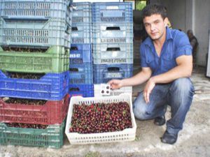 Halkapınarda ihracatlık kiraz sıkıntısı
