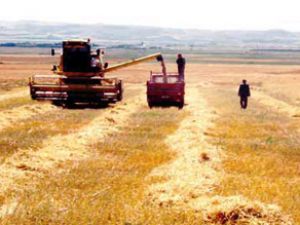Sarayönünde hasat sezonu başladı