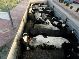 İthal edilen 500 süt ineği Sarayönüde
