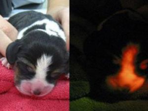 Parlayan köpek ürettiler