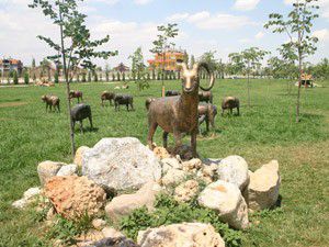 Yaban Koyunları parkta ortaya çıktı