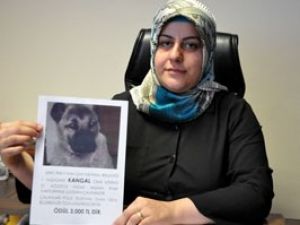 Konyada köpeği bulana 3 bin lira