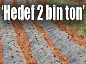 Konyada çilek hamlesi