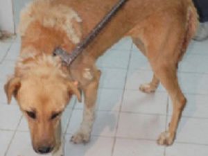 Sokak köpeğine şişeli şiddet
