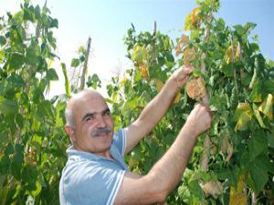 Şimdi hasat zamanı