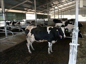 Hayvancılık projesiyle Çamlıkın kaderi değişecek