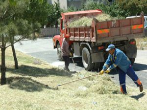 Kuru otlar bile değerlendiriliyor