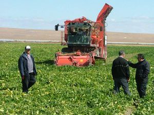 Kuluda pancar sökümleri başladı
