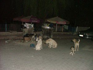 Konyada başıboş köpekler tehlike saçıyor