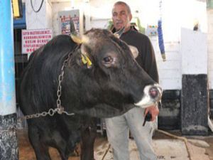 Karaoğlan görenlerin iştahını kabartıyor
