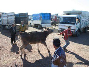 Kaçan kurbanlıkları özel tim yakalayacak