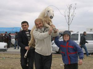 Konyada kurbanlık manzaraları