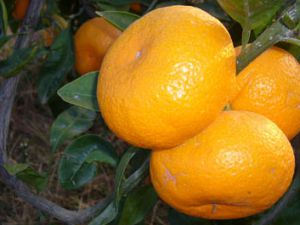 Mandalina üreticisinin mumlama tepkisi