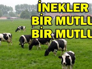 Otomobil ineğe çarptı;5 yaralı, inek ölü