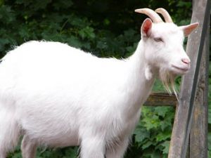 Yaban keçileri uydudan takip ediliyor