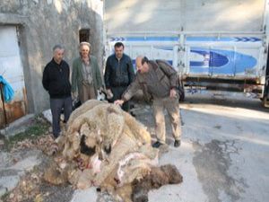 THK, Sarayönünde 469 deri topladı