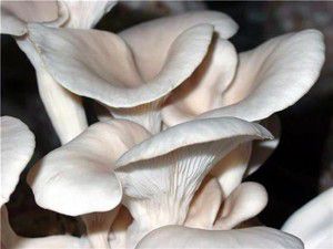 Tarımın yeni gözdesi: İstiridye mantarı