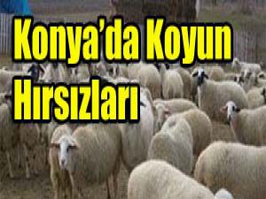 90 adet küçükbaş hayvan çalındı