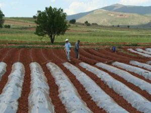 Hüyükte çiftçilere çilek eğitimi verilecek