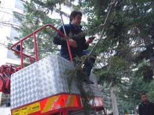 Konyada sığırcık kurtarma operasyonu