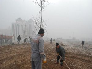 Karataya pelit ormanı kazandırılıyor