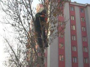 Ereğli Belediyesi ağaç budama çalışması başlattı