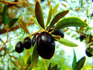 Barışın ve bereketin simgesi zeytin ağaçları