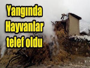 Konyadaki yangında hayvanlar telef oldu
