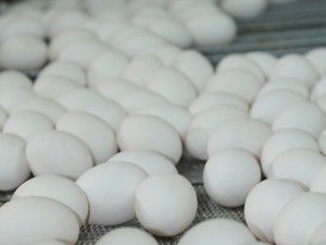 Yumurta üreticilerinin ihracat başarısı