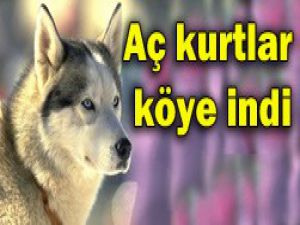 Konyada aç kurtlar ağıllara saldırdı