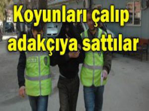 Koyun hırsızları yakalandı