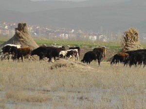 Göl suları yükseldi, otlaklar sular altında