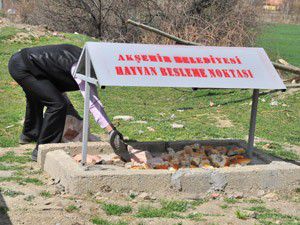 Akşehir, sokak hayvanlarını unutmadı