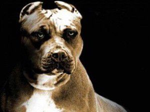Yine Pitbull vakası