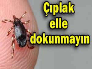 Yetkililerden kene uyarısı