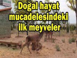 Torku Ormanları geyikleri yavruladı
