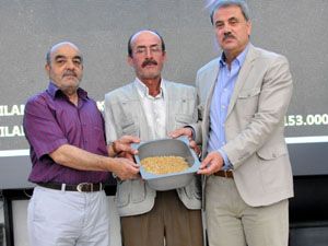 İlk mahsul buğday satıldı