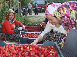 Köylü kadınlar çilek mesaisinde