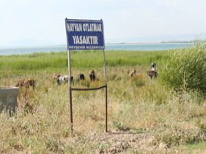 Yasağa rağmen hayvan otlatma devam ediyor