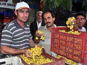 Kiraz üreticisinin keyfini dolu kaçırdı