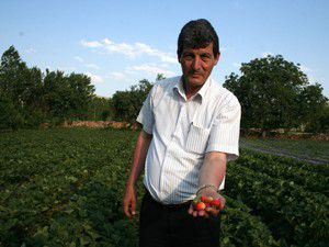 İlmende Organik Çilek, Kiraz Kültür Festivali