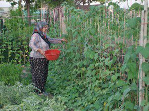 Hobi Bahçelerinden ürün alınmaya başlandı