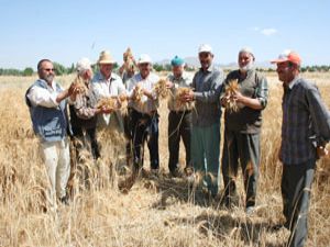Fareler tarlaları istila etti