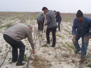 Karapınarda ağaçlandırma çalışmaları