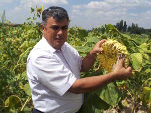 Ereğlide ayçiçeği ekimi hızla yayılıyor