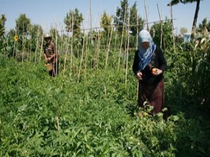 Hobi Bahçelerinde hasat zamanı